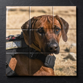 Dog wearing a tactical vest with 'K9 DOG' on a mosaic tile background photo grid built to last can be displayed on any metal surface