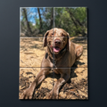 Collage of a brown dog sitting outdoors with trees in the background